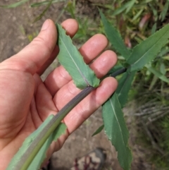 Senecio linearifolius var. latifolius at Tennent, ACT - 18 Nov 2021