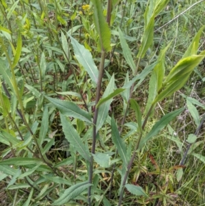 Senecio linearifolius var. latifolius at Tennent, ACT - 18 Nov 2021