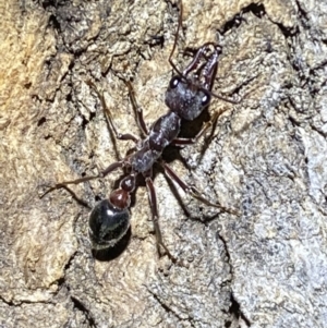 Myrmecia pyriformis at Jerrabomberra, NSW - 18 Nov 2021