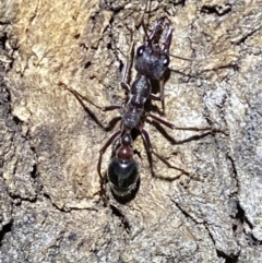 Myrmecia pyriformis at Jerrabomberra, NSW - 18 Nov 2021