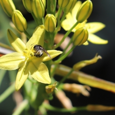 Lasioglossum (Chilalictus) sp. (genus & subgenus) (Halictid bee) at Cook, ACT - 17 Nov 2021 by Tammy