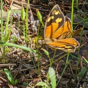 Heteronympha merope at Watson, ACT - 18 Nov 2021