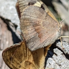 Heteronympha merope at Watson, ACT - 18 Nov 2021