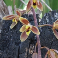 Cymbidium suave (Snake Orchid) at Moruya, NSW - 17 Nov 2021 by LisaH