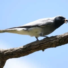 Coracina novaehollandiae (Black-faced Cuckooshrike) at Pialligo, ACT - 17 Nov 2021 by jbromilow50