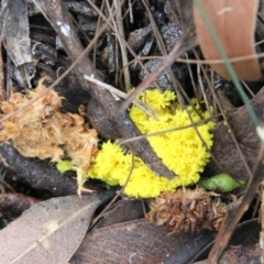 Unidentified Other fungus at Moruya, NSW - 18 Nov 2021 by LisaH