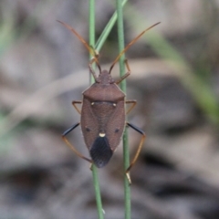 Poecilometis sp. (genus) by LisaH