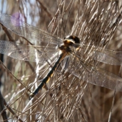 Hemicordulia tau (Tau Emerald) at Moruya, NSW - 17 Nov 2021 by LisaH