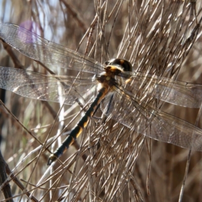 Hemicordulia tau (Tau Emerald) at Moruya, NSW - 17 Nov 2021 by LisaH