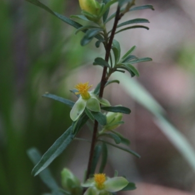 Hibbertia linearis (Showy Guinea Flower) at Moruya, NSW - 17 Nov 2021 by LisaH