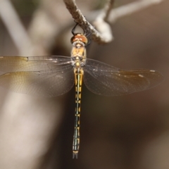 Hemicordulia australiae (Australian Emerald) at Moruya, NSW - 17 Nov 2021 by LisaH