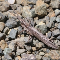 Coryphistes ruricola (Bark-mimicking Grasshopper) at Moruya, NSW - 17 Nov 2021 by LisaH