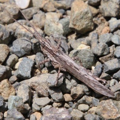 Coryphistes ruricola (Bark-mimicking Grasshopper) at Moruya, NSW - 17 Nov 2021 by LisaH