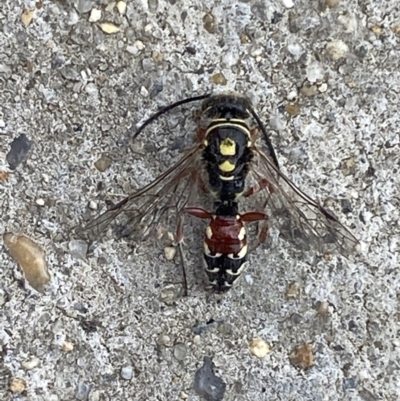 Aeolothynnus sp. (genus) (A flower wasp) at Pialligo, ACT - 18 Nov 2021 by Bugologist