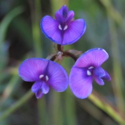 Swainsona sericea (Silky Swainson-Pea) at Bredbo, NSW - 16 Nov 2021 by AndyRoo