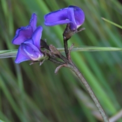 Swainsona sericea at Bredbo, NSW - 16 Nov 2021