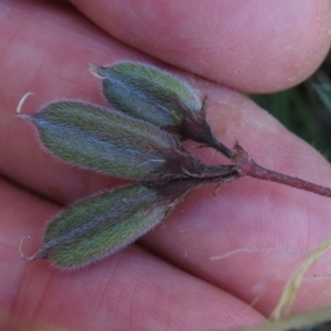 Swainsona sericea at Bredbo, NSW - 16 Nov 2021