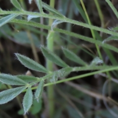 Swainsona sericea at Bredbo, NSW - 16 Nov 2021