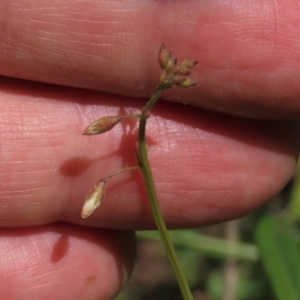 Grona varians at Bredbo, NSW - 16 Nov 2021