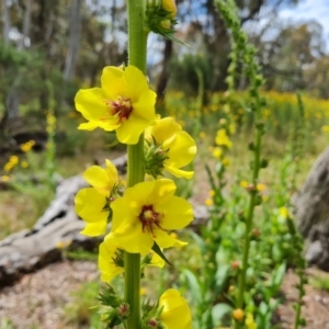 Verbascum virgatum at Jerrabomberra, ACT - 19 Nov 2021