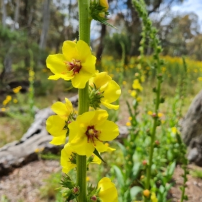 Verbascum virgatum (Green Mullein) at Jerrabomberra, ACT - 19 Nov 2021 by Mike