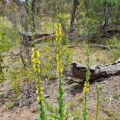 Verbascum virgatum at Jerrabomberra, ACT - 19 Nov 2021