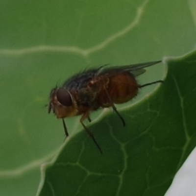 Calliphora sp. (genus) (Unidentified blowfly) at Pearce, ACT - 18 Nov 2021 by Shell