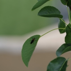 Bibio imitator (Garden maggot) at Paddys River, ACT - 20 Nov 2021 by Shell