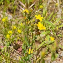 Hypericum gramineum (Small St Johns Wort) at Jerrabomberra, ACT - 19 Nov 2021 by Mike