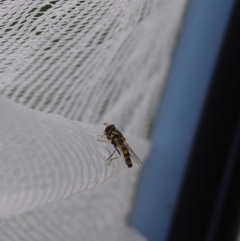 Syrphini (tribe) (Unidentified syrphine hover fly) at Paddys River, ACT - 19 Nov 2021 by Shell