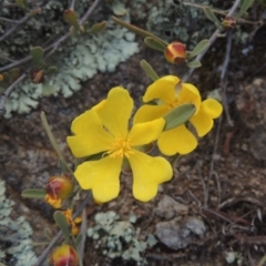 Hibbertia obtusifolia (Grey Guinea-flower) at Theodore, ACT - 20 Oct 2021 by MichaelBedingfield