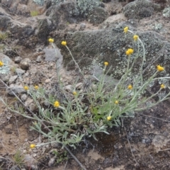 Chrysocephalum apiculatum (Common Everlasting) at Theodore, ACT - 20 Oct 2021 by michaelb