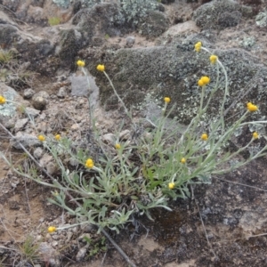 Chrysocephalum apiculatum at Theodore, ACT - 20 Oct 2021