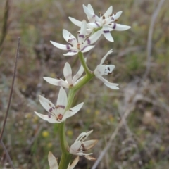 Wurmbea dioica subsp. dioica (Early Nancy) at Theodore, ACT - 20 Oct 2021 by MichaelBedingfield