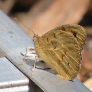 Heteronympha merope at Flynn, ACT - 17 Nov 2021