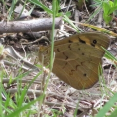 Heteronympha merope at Flynn, ACT - 17 Nov 2021