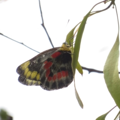 Delias harpalyce (Imperial Jezebel) at Googong, NSW - 18 Nov 2021 by Christine