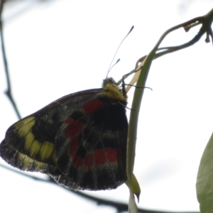 Delias harpalyce at Googong, NSW - 18 Nov 2021