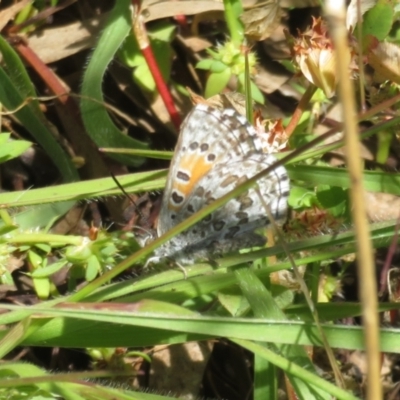 Lucia limbaria (Chequered Copper) at Googong Foreshore - 18 Nov 2021 by Christine