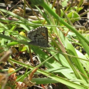 Lucia limbaria at Googong, NSW - 18 Nov 2021 02:42 PM