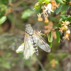 Anabarhynchus sp. (genus) (Stiletto Fly (Sub-family Therevinae)) at Kosciuszko National Park, NSW - 19 Nov 2021 by LD12