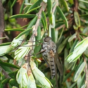 Anabarhynchus sp. (genus) at Kosciuszko National Park, NSW - 19 Nov 2021