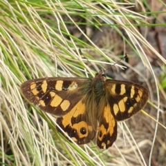 Argynnina cyrila (Forest brown, Cyril's brown) at Kosciuszko National Park, NSW - 18 Nov 2021 by LD12