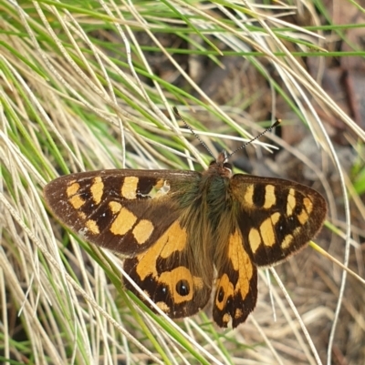 Argynnina cyrila (Forest Brown, Cyril's Brown) at Kosciuszko National Park, NSW - 19 Nov 2021 by LD12