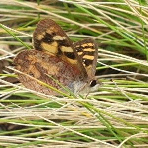 Argynnina cyrila at Kosciuszko National Park, NSW - 19 Nov 2021