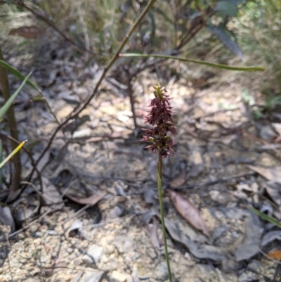 Corunastylis ectopa (Brindabella midge orchid) by Riko