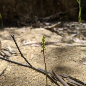 Corunastylis ectopa at suppressed - suppressed