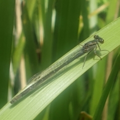 Ischnura heterosticta (Common Bluetail Damselfly) at Bournda, NSW - 16 Nov 2021 by LD12