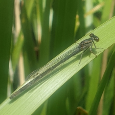 Ischnura heterosticta (Common Bluetail Damselfly) at Bournda, NSW - 16 Nov 2021 by LD12