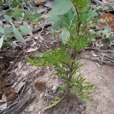 Polyscias sambucifolia (Elderberry Panax) at Corang, NSW - 24 Oct 2021 by LeonieWood